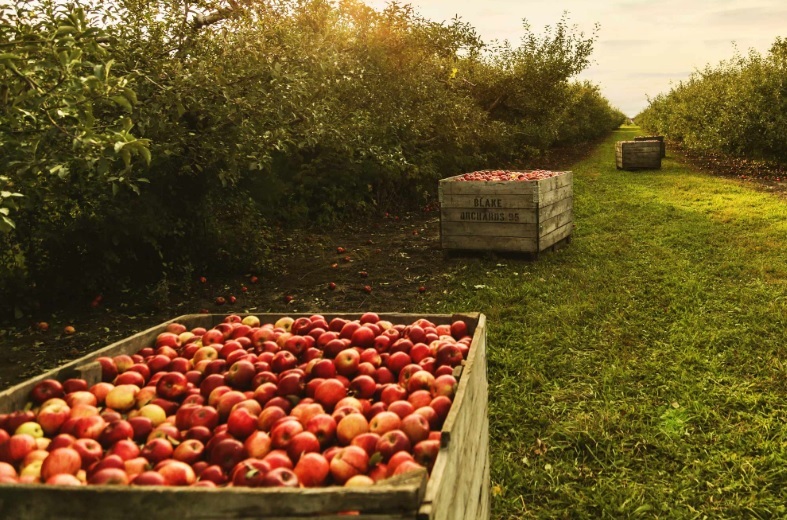 PLANT TREES MANAGE ORCHARDS Group Home Riches
